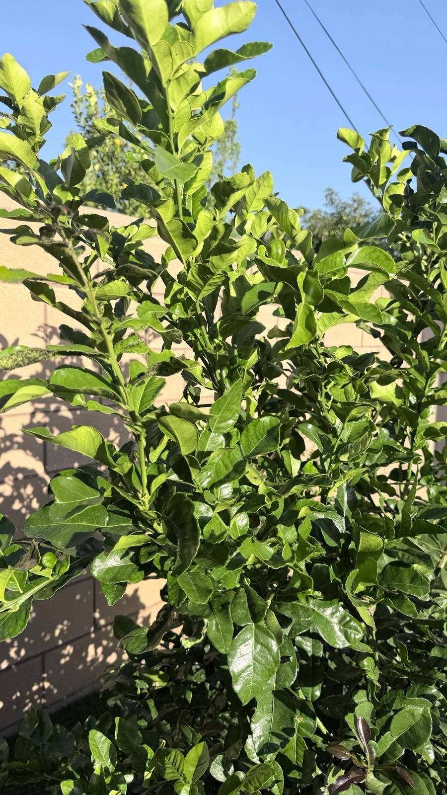 Fresh Organic Kaffir Lime Leaves 5 oz (150+ ct) Picked Prior To Shipping.