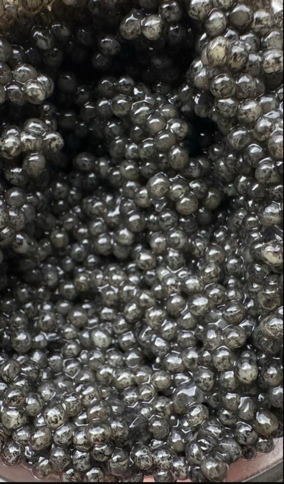 Selling wild black caviar Paddlefish