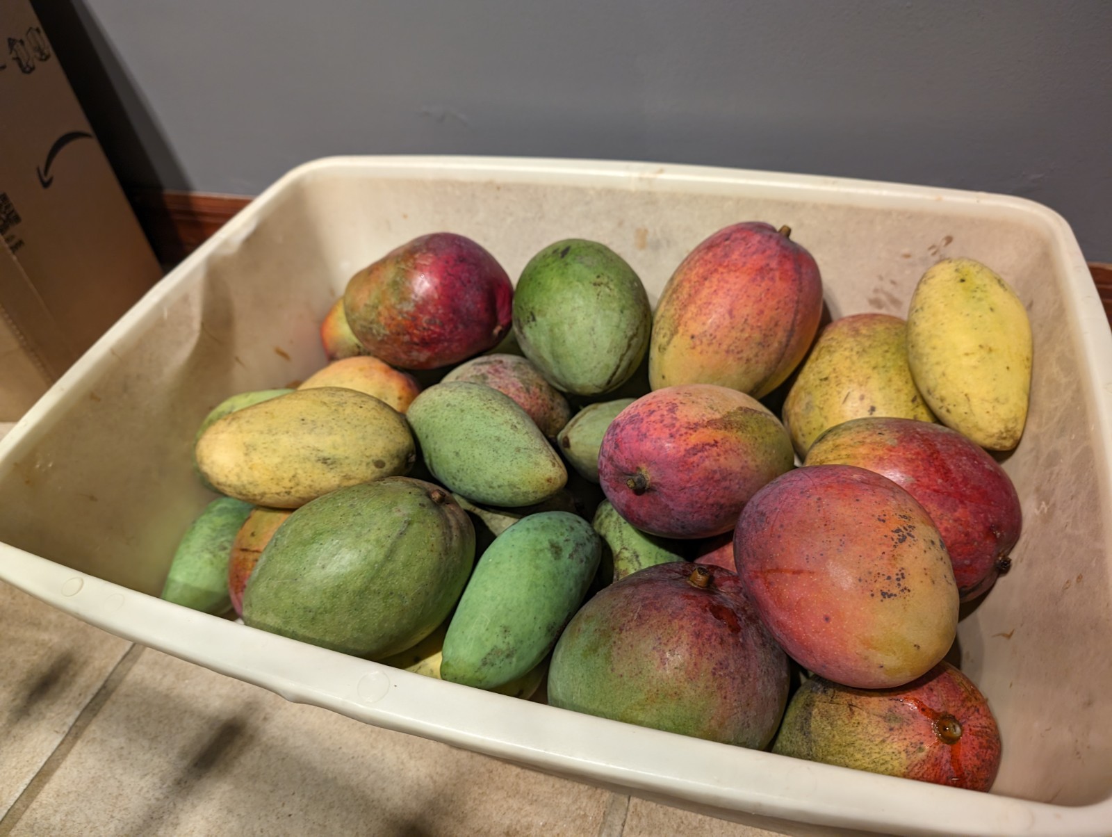 18 lbs – Florida Grown Mango Fruits – Fresh All Natural – No Fungicides
