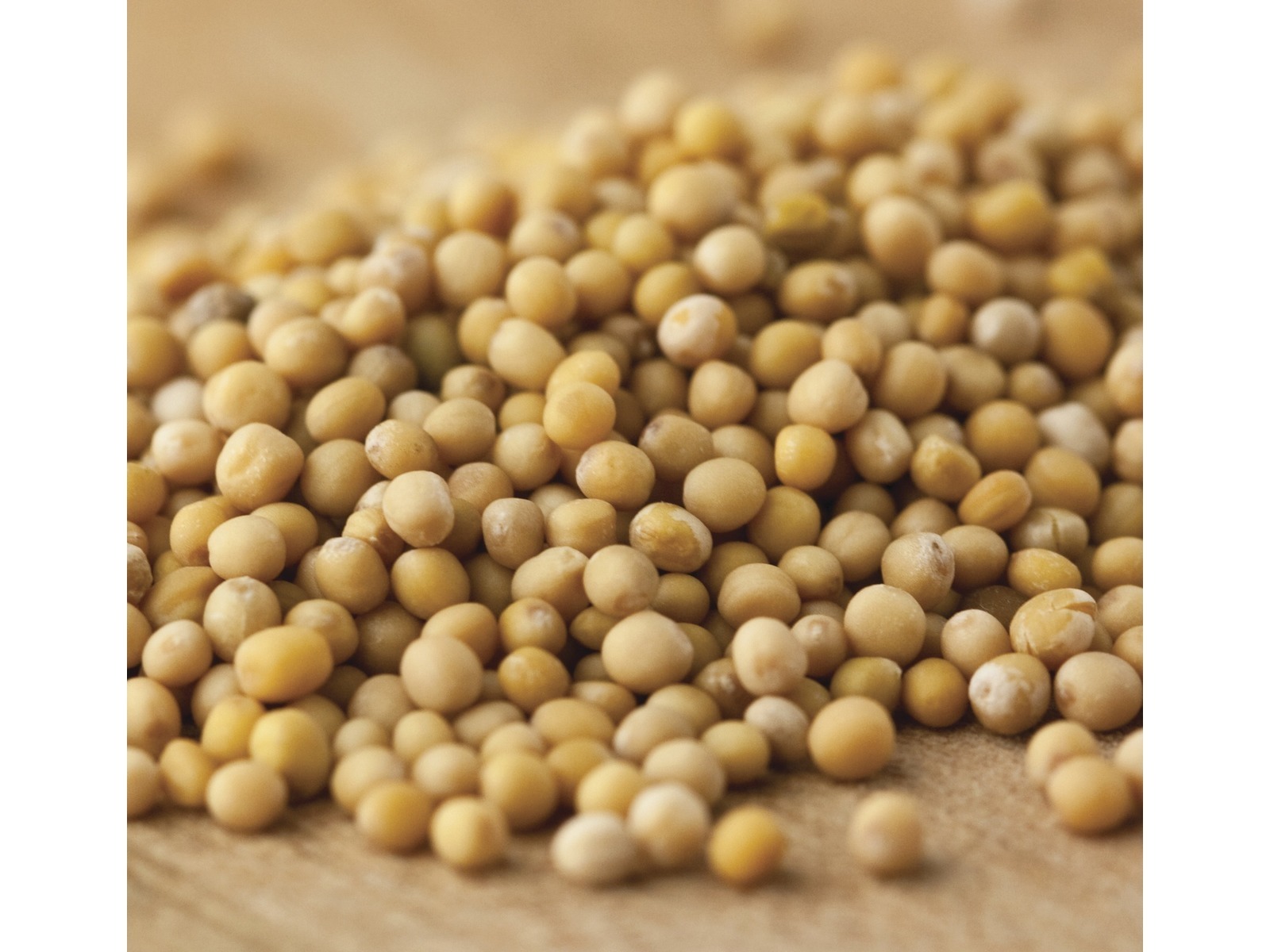 Bulk 5 lb Yellow MUSTARD SEED – North American #1 Spice – Seeds w/ No Additives