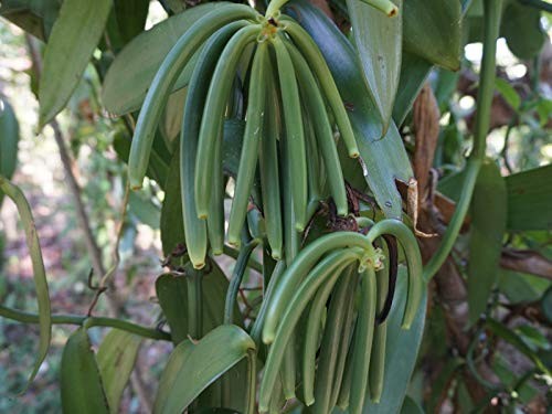 Organic Madagascar Vanilla Beans Grade a ~6″ Long – Ideal for Baking & Extract