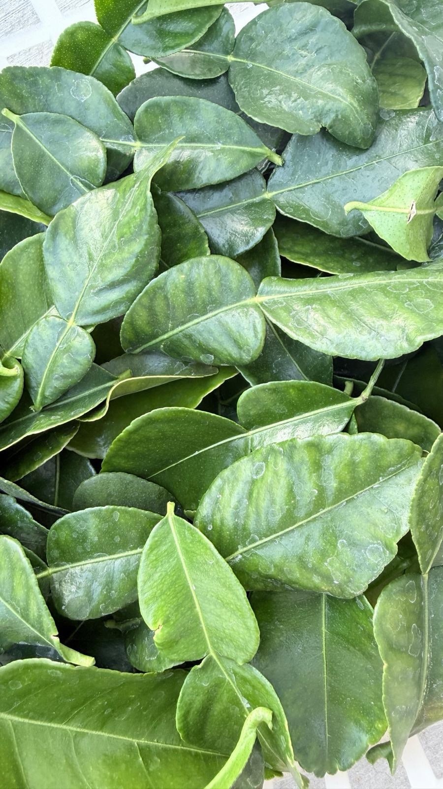 Fresh Organic Kaffir Lime Leaves 5 oz (150+ ct) Picked Prior To Shipping.