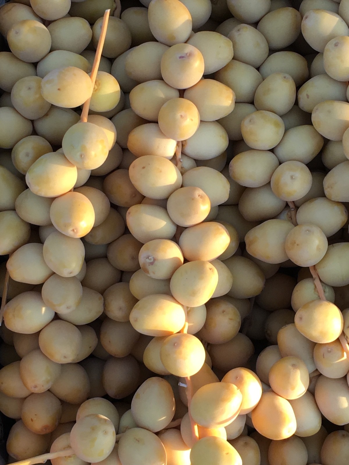 10 LBS YELLOW BARHI DATE