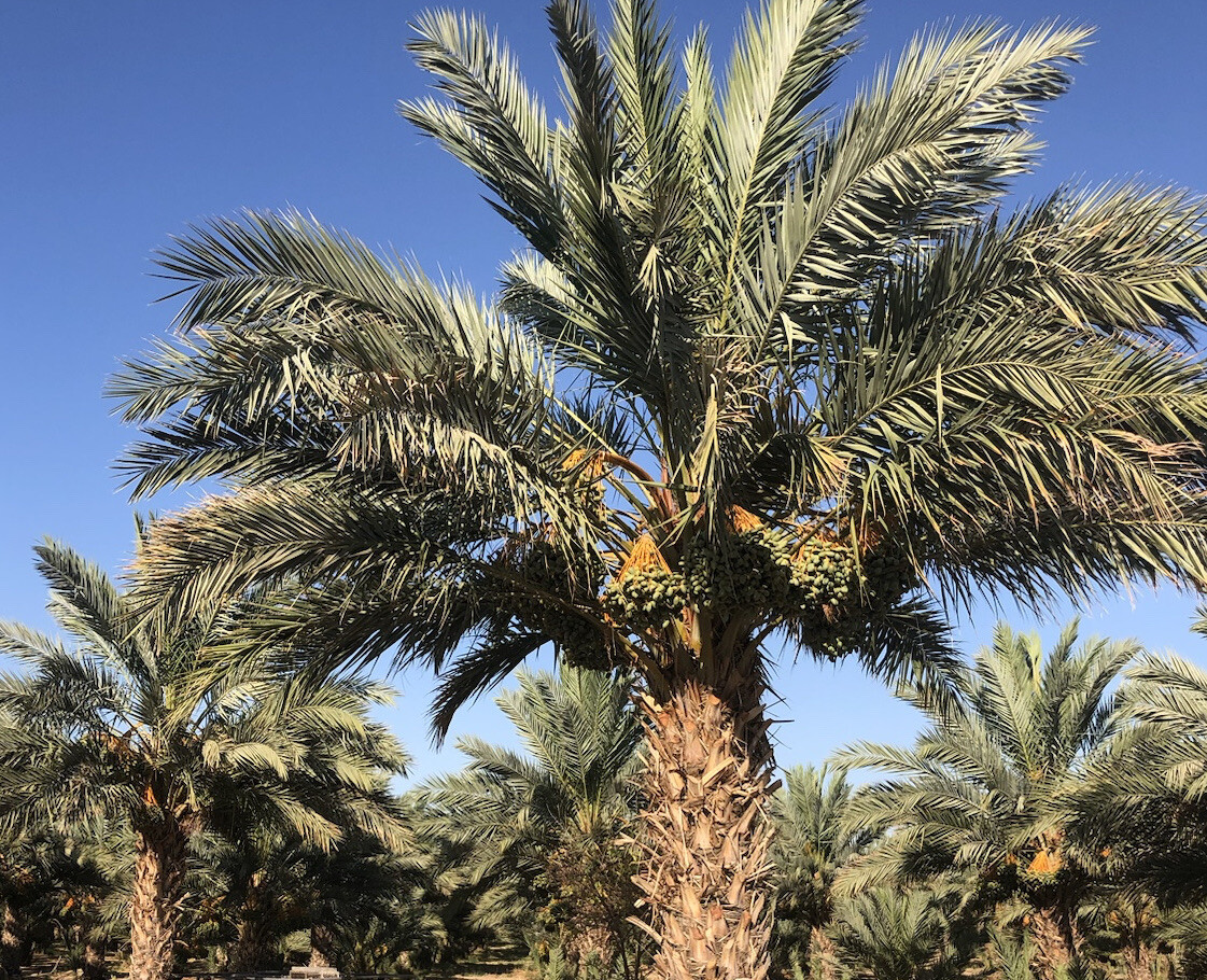 6LB-MEDJOOL SOFT DATES. CALIFORNIA FRESH DATES . FREE FAST SHIPPING.