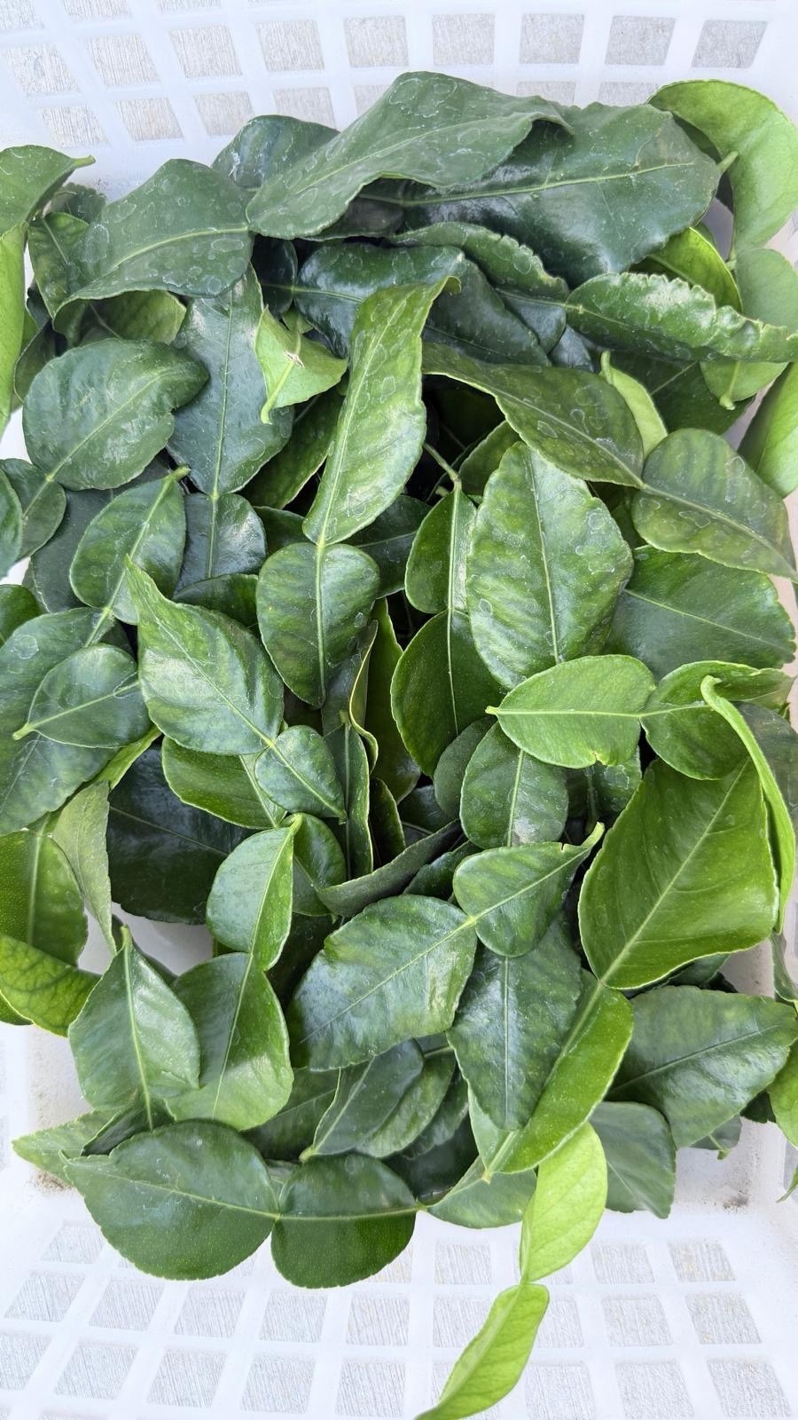 Fresh Organic Kaffir Lime Leaves 5 oz (150+ ct) Picked Prior To Shipping.
