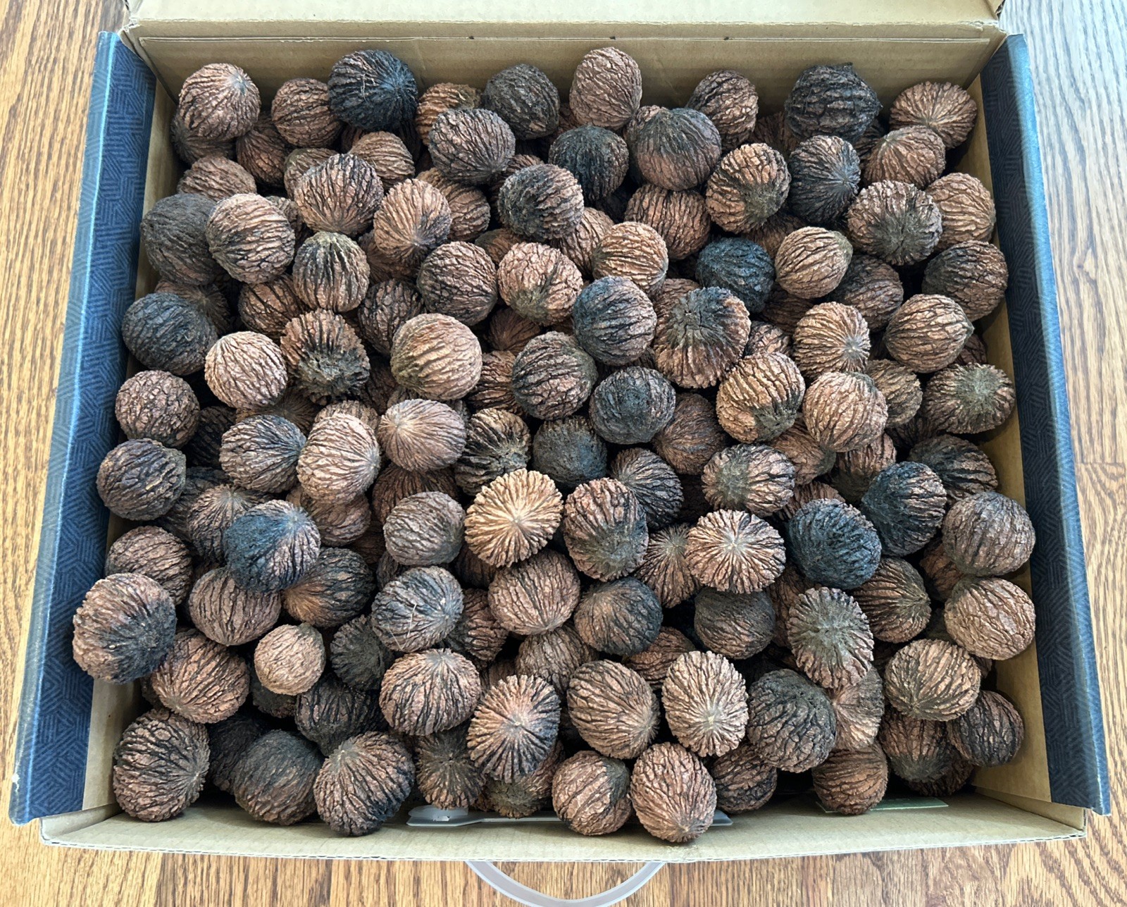 5 lb box Black Walnuts. 9/25 Harvest North Carolina Floated, Power Washed