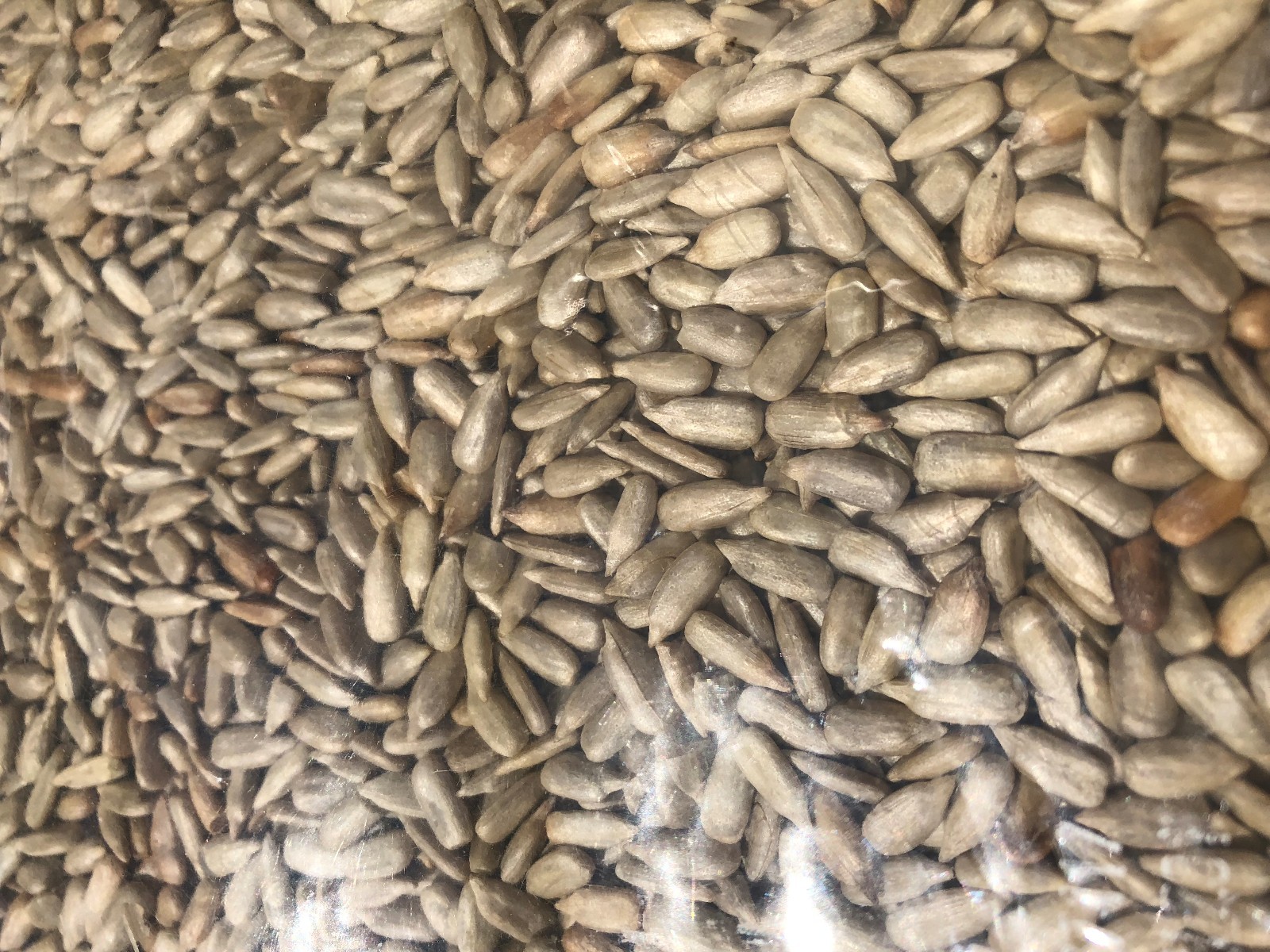 Shelled Raw Sunflower Seeds Not Salted Fresh 11oz. to30 lbs. by Agro Sun