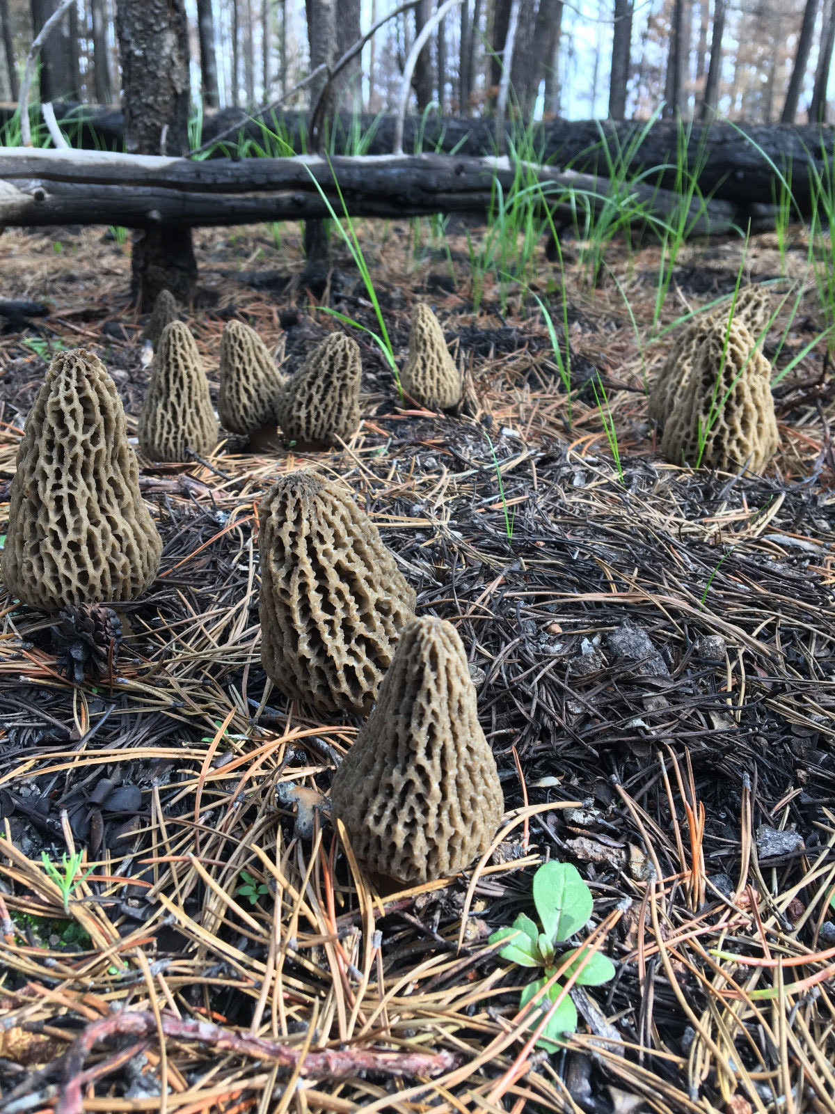 JUMBO WILD Morel Mushrooms, Whole (Dried) – Full 1 Pound