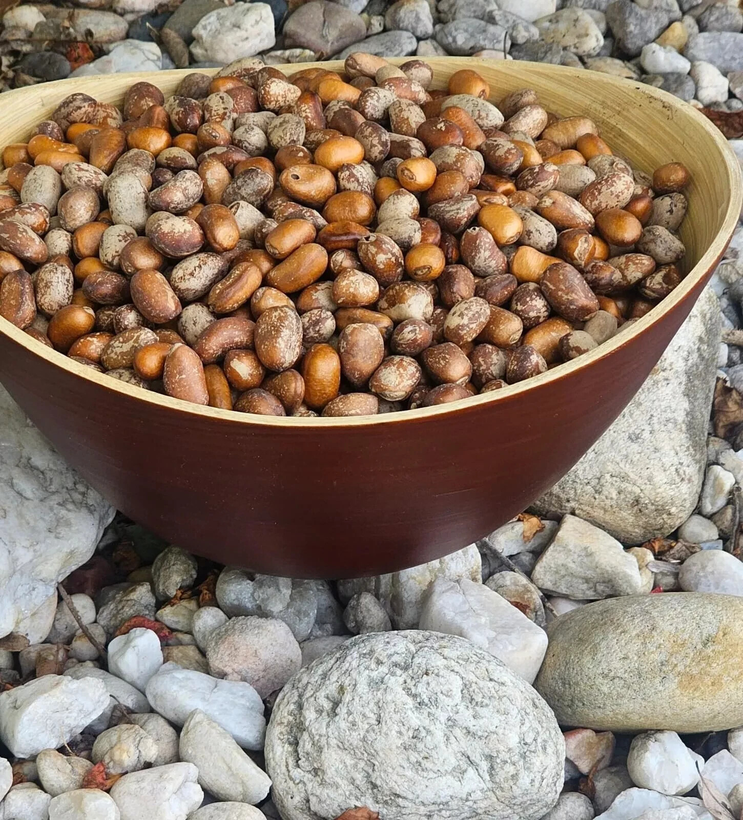 ORGANIC AFRICAN NUTMEG, EHURU, CALABASH NUTMEG, EHIRI, EFURE, MONODORA MYRISTICA