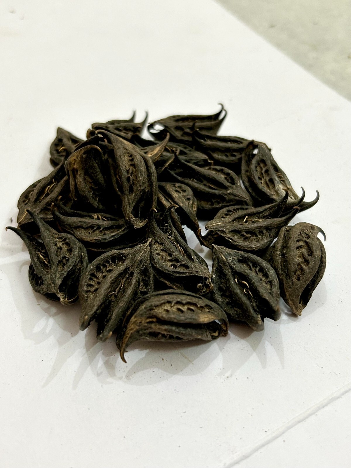 Bichhu Phal, Bichhu Fal, Kaknasa, Martynia annua, Natural Bichhu Fal
