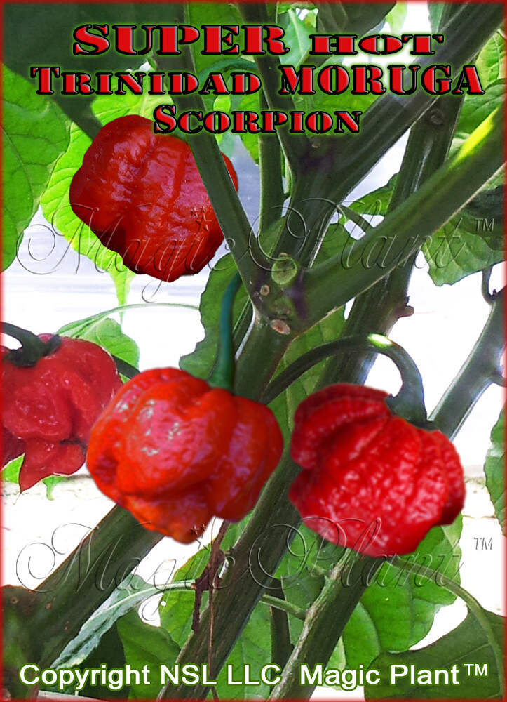Moruga Scorpion Chili Pepper Dry Whole Pods SUPPER HOT – High Quality (6 sizes)