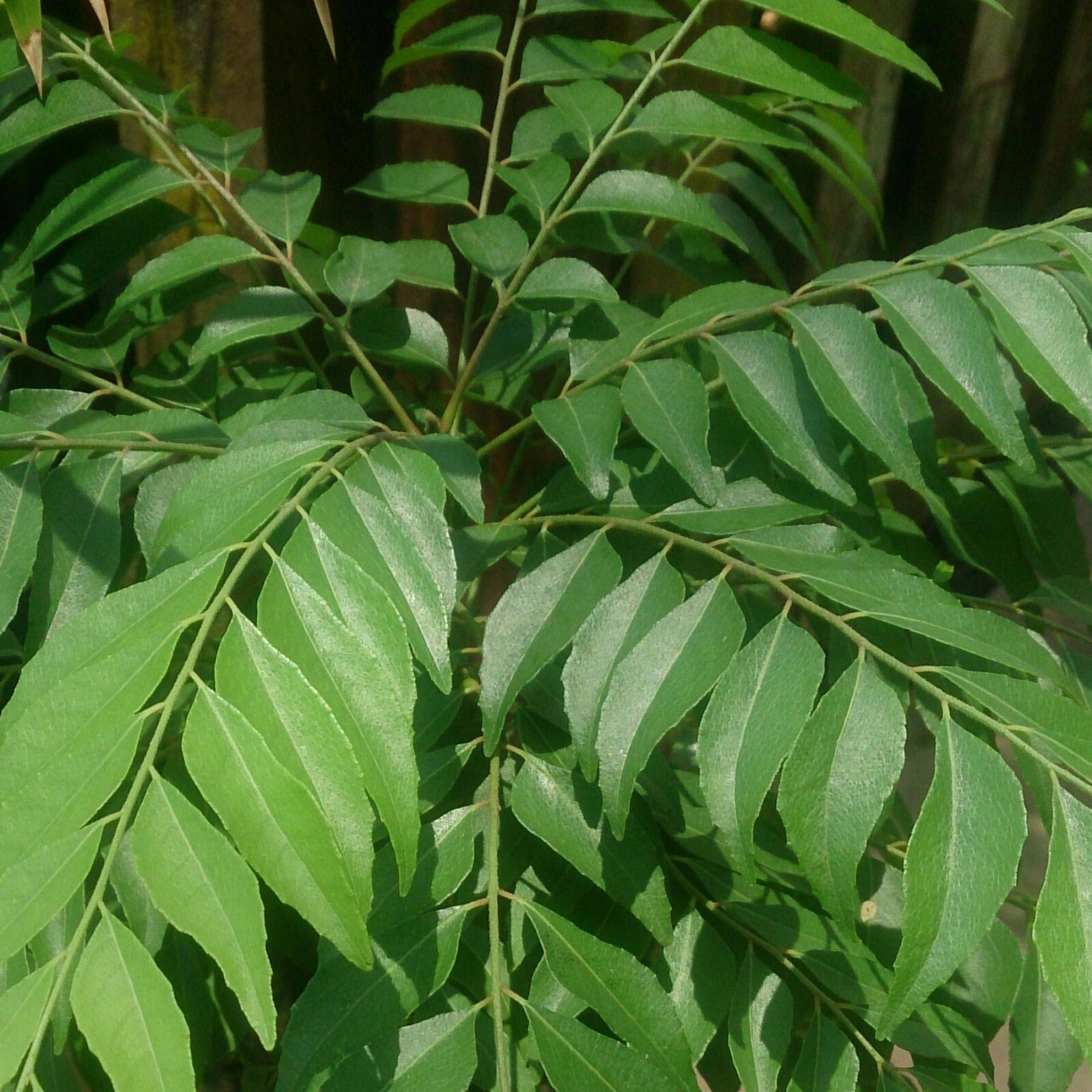 Fresh Curry Leaf – 1 lb (16 oz) – USDA Legal – Legal 50 States