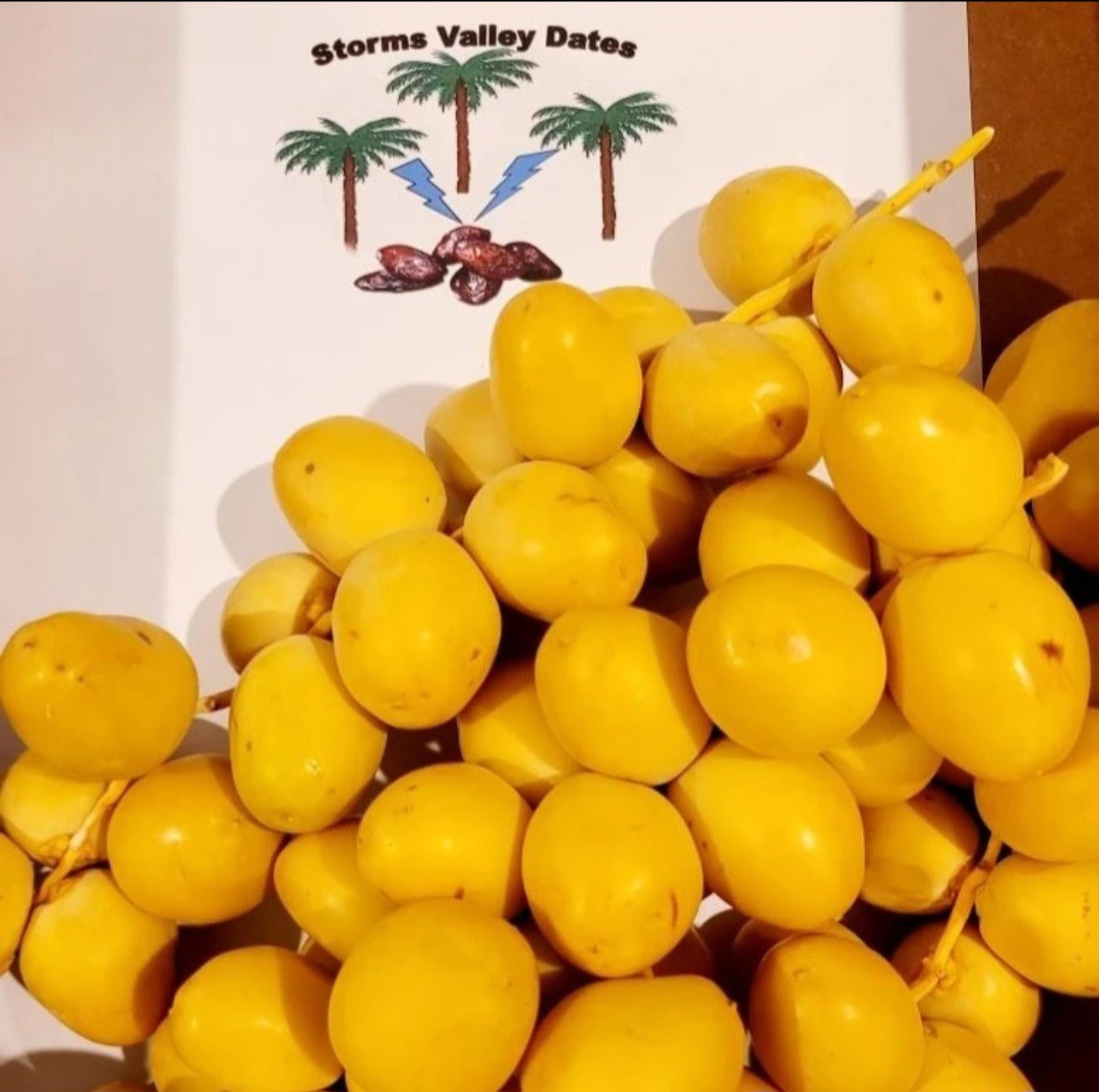Pre Order 12 Pounds Yellow Barhi Dates