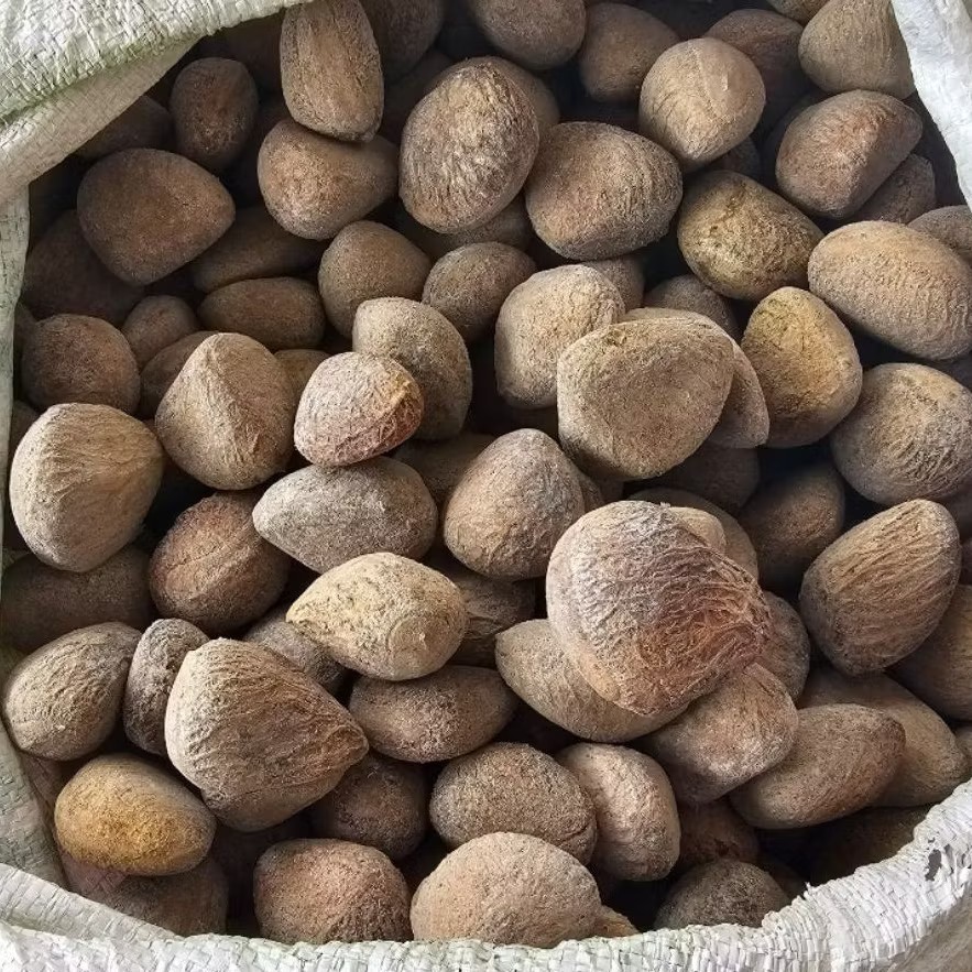 Organic Indonesian Keluak Nuts (Kluwek) – Black Nut for Rawon Soup 100 g/3.5 oz