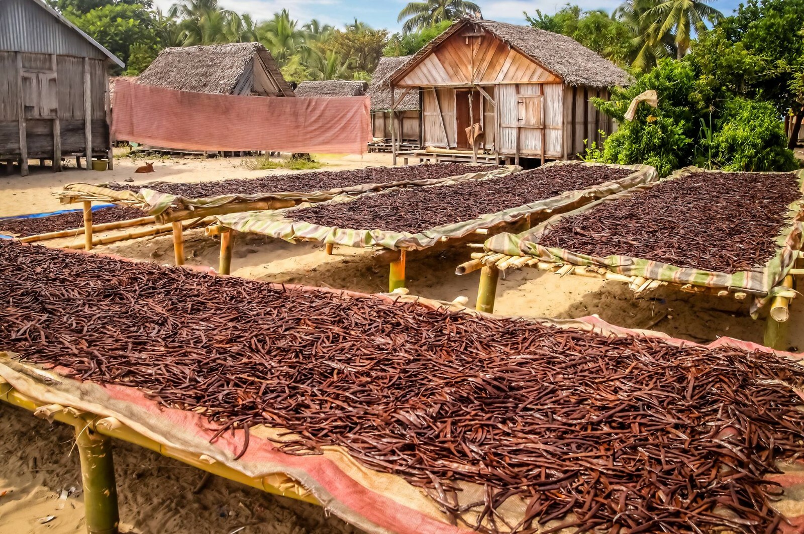 Organic Madagascar Vanilla Beans Whole Extract Grade B Pods for Vanilla Extract
