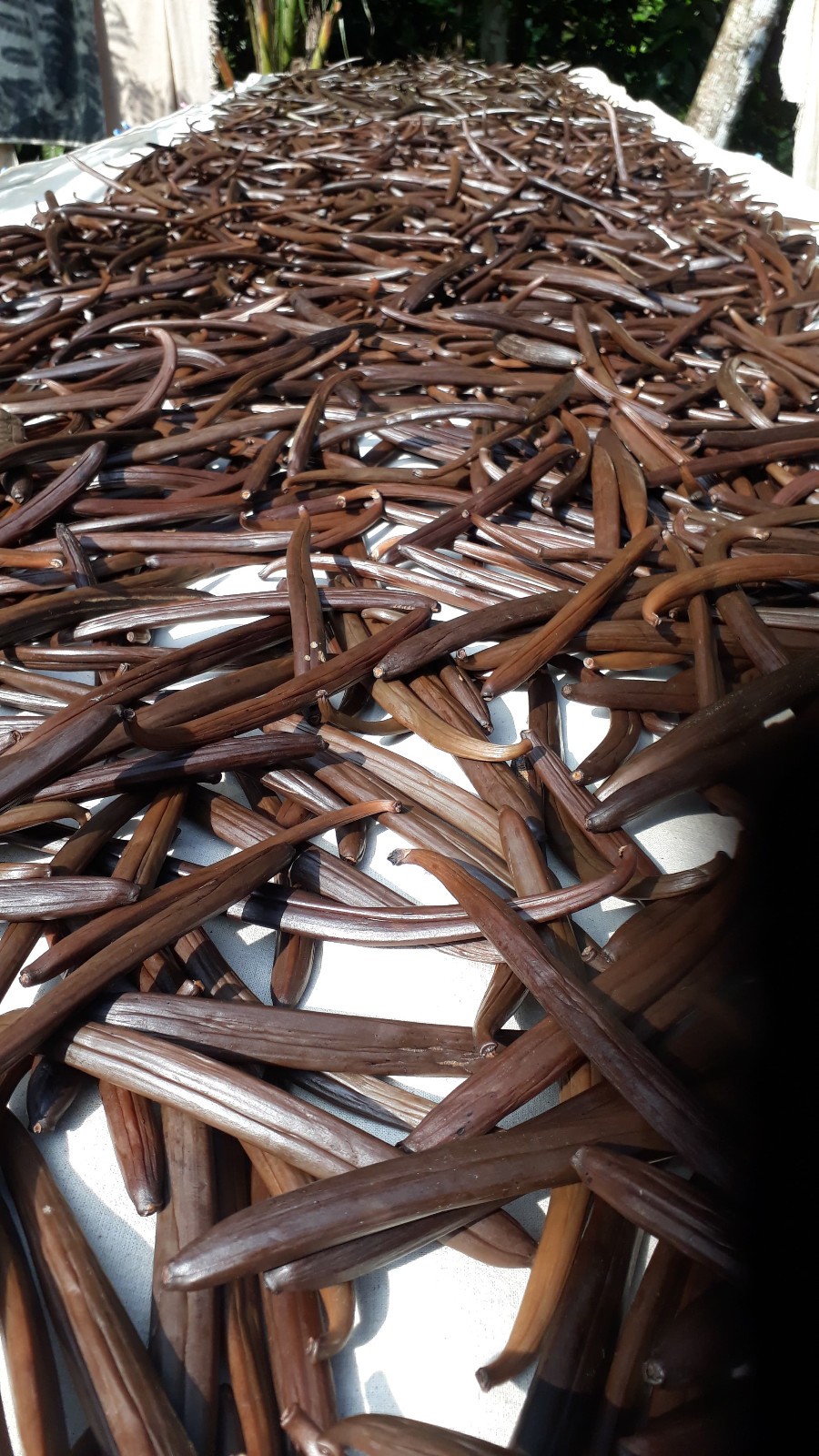 free 10% Grade A+ Madagascar Vanilla Beans Gourmet Premium Free Shipping bulk