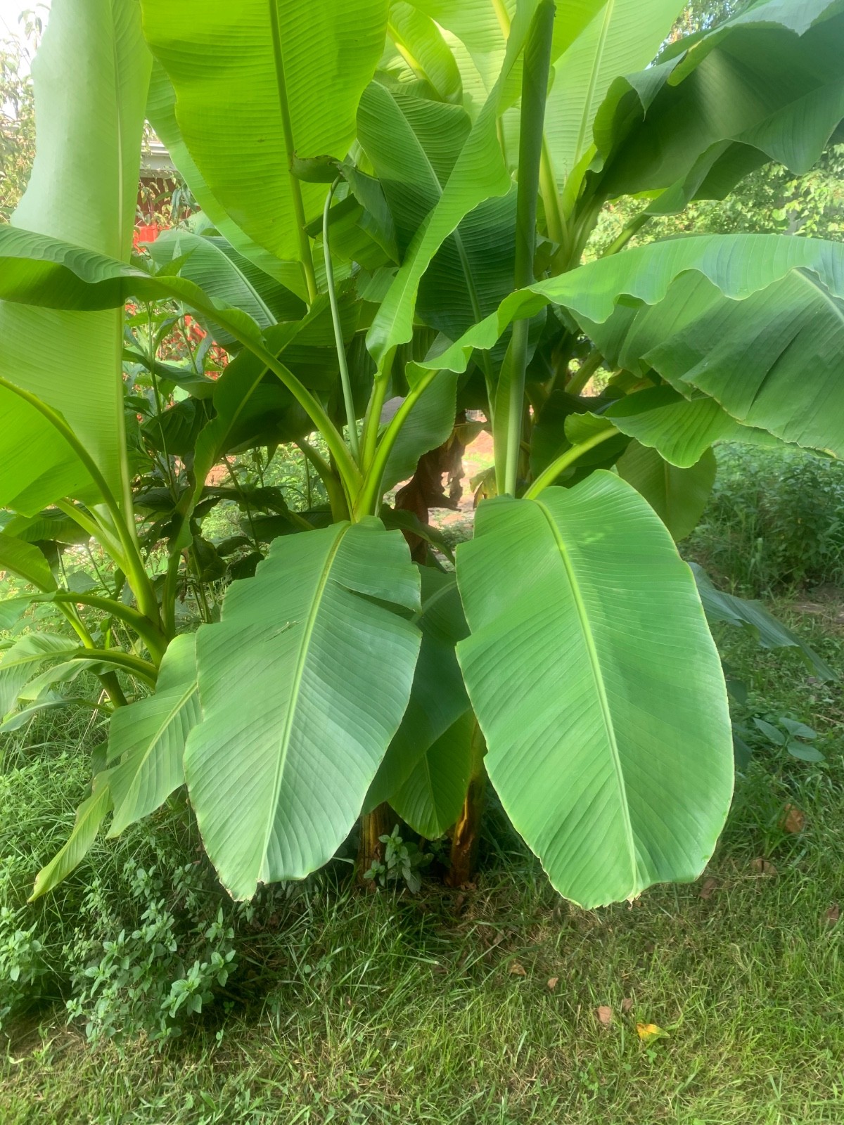 1 lb Fresh Banana Leaves, 20” strip, rolled, vacuum sealed