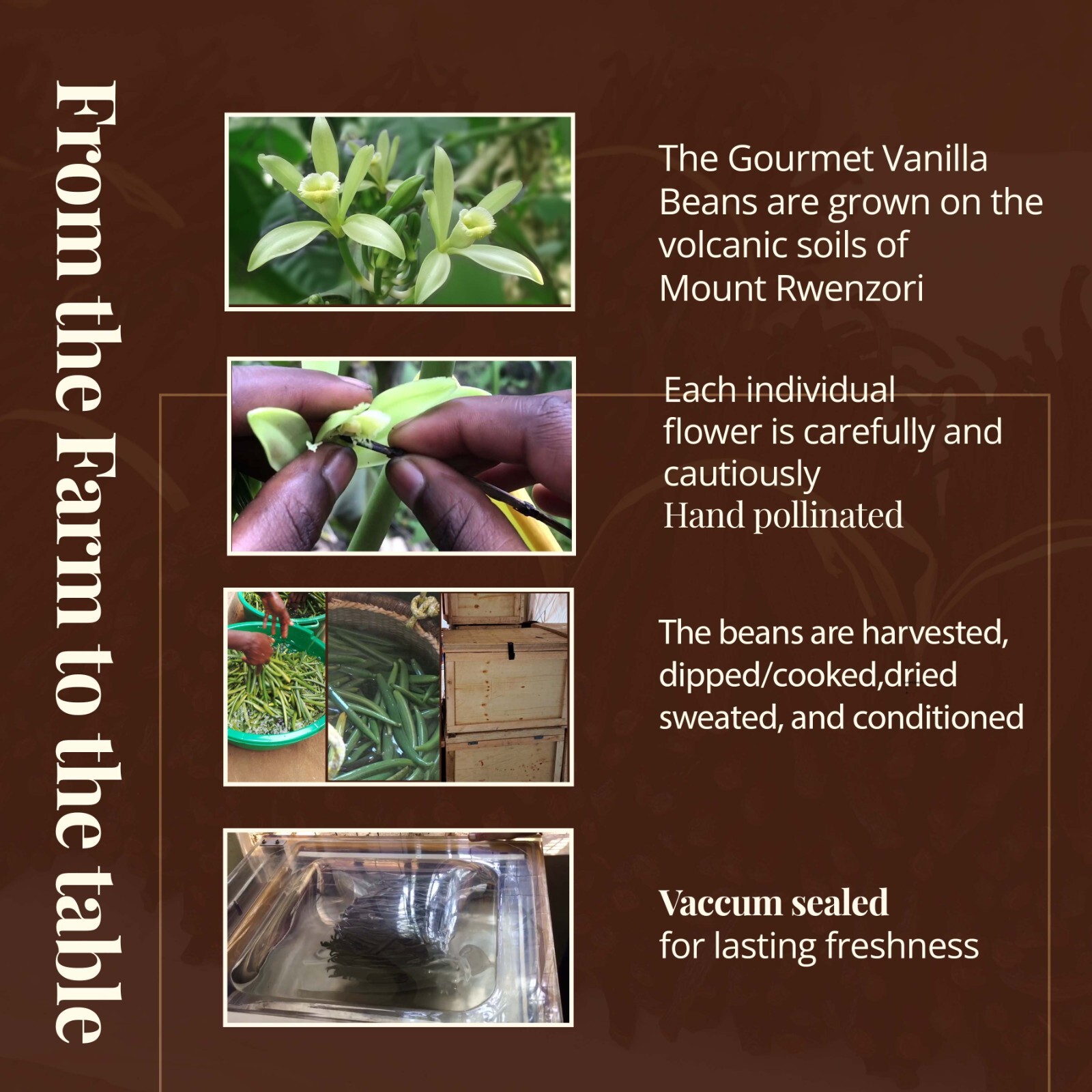 1 lb Premium Vanilla Beans Grade A 6+ Inches : Direct from Growers – Fair Price.