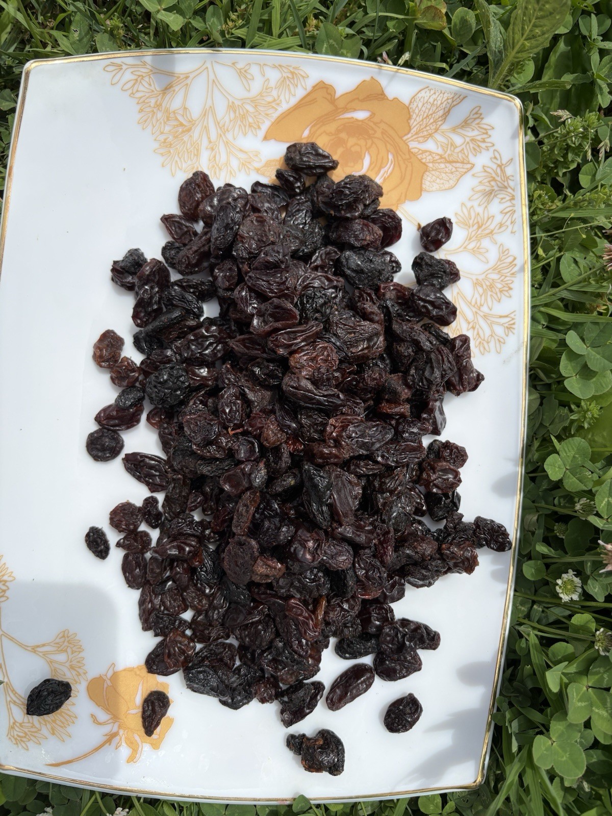 Jumbo Black Raisins Fresh Resealable Bag 11oz. to 40 lbs.by AgroSunQuality
