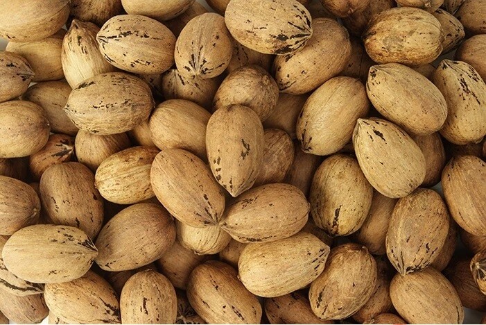 INSHELL Fresh Texas Pecans | 20 lb, 30 lb, or 50 lb Bulk | Millican Pecan