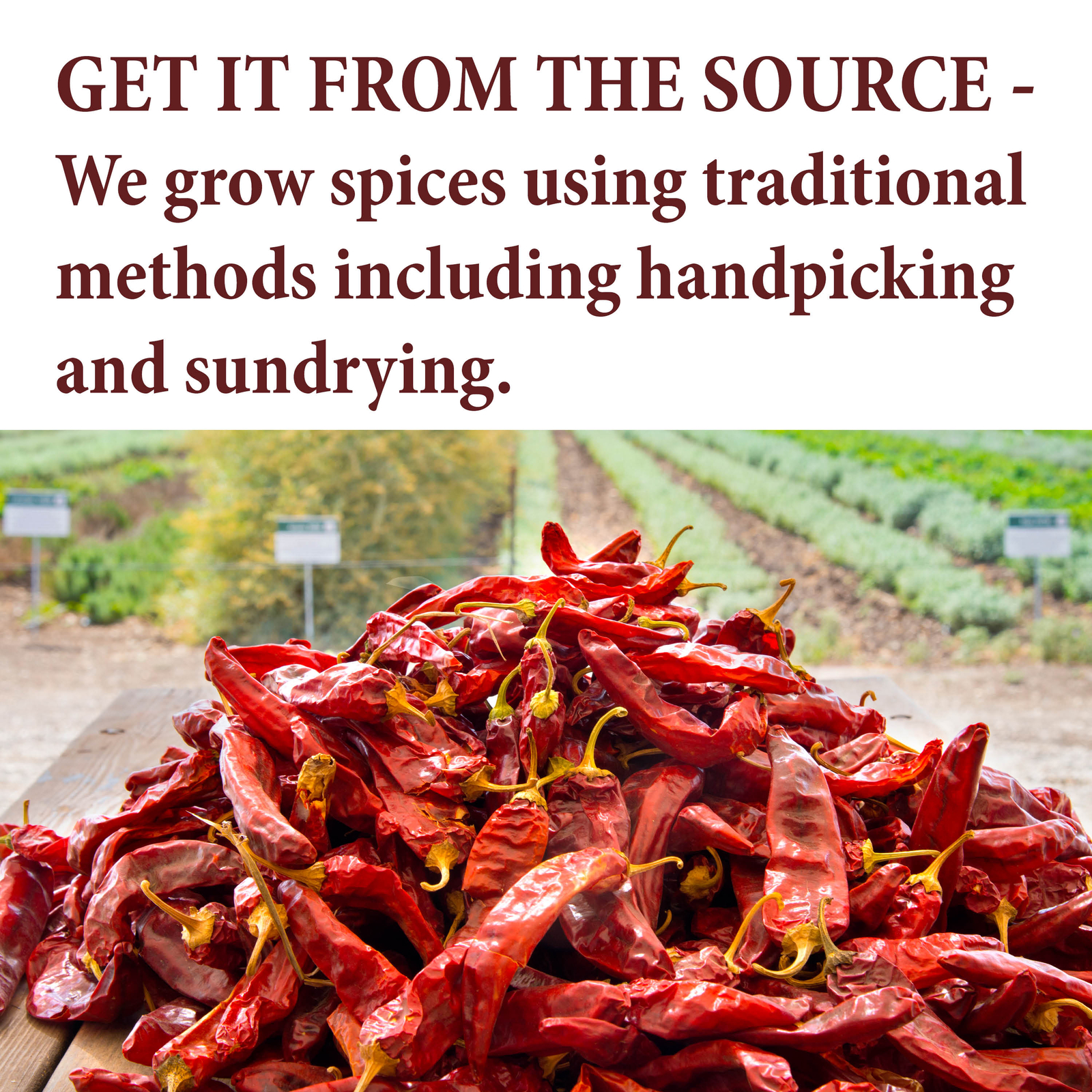 The Spice Way Habanero Powder 4 oz