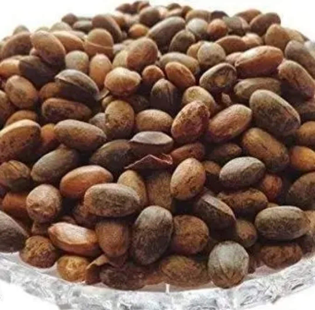 Croton Pendoliflurous Seed, Jamalghota Seeds , Jamalgota Seed, Aworoso Seed, Cro