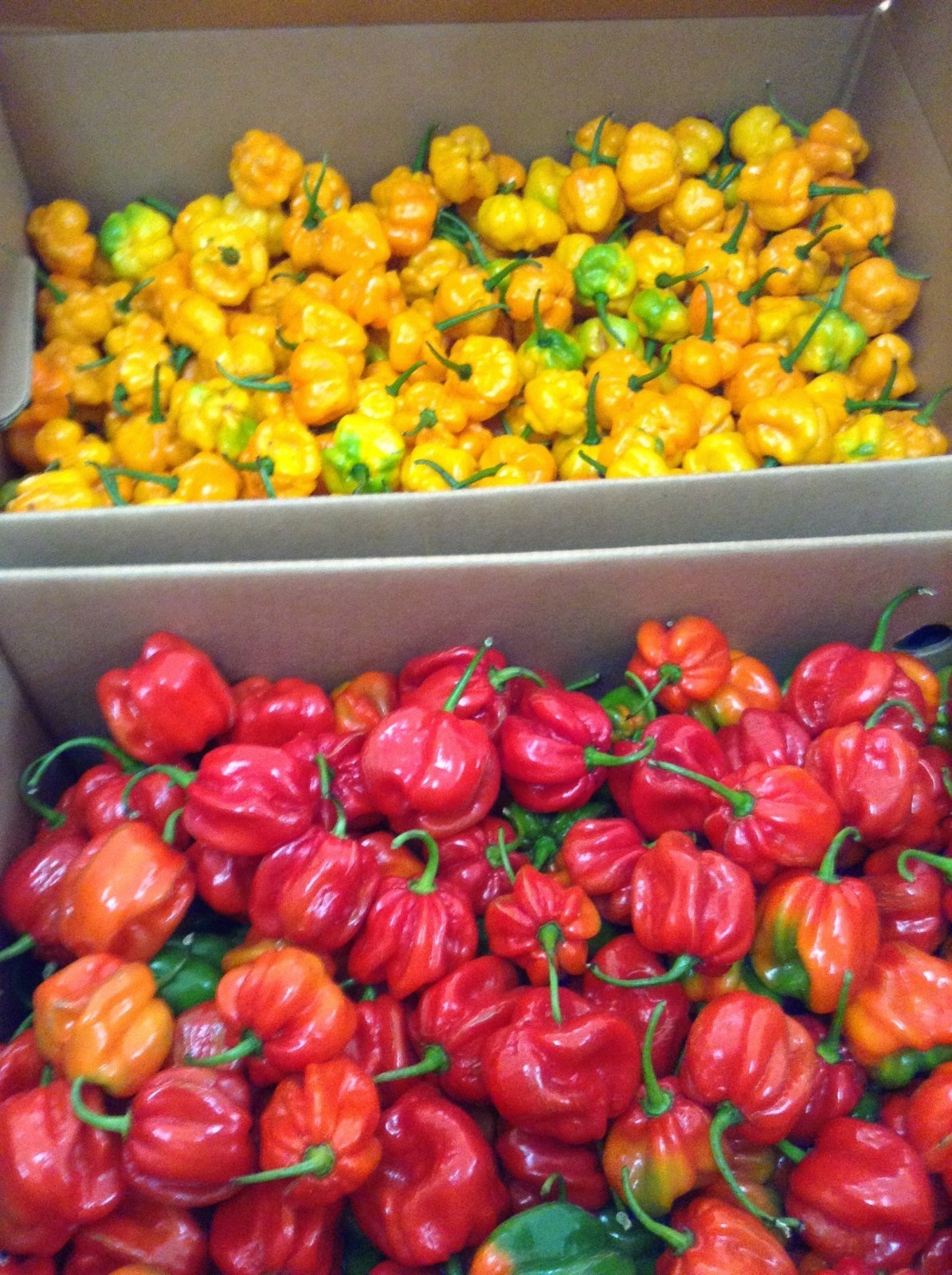 Orange Scotch Bonnet Powder | Scotch Bonnet Chili Pepper (5 size variations)