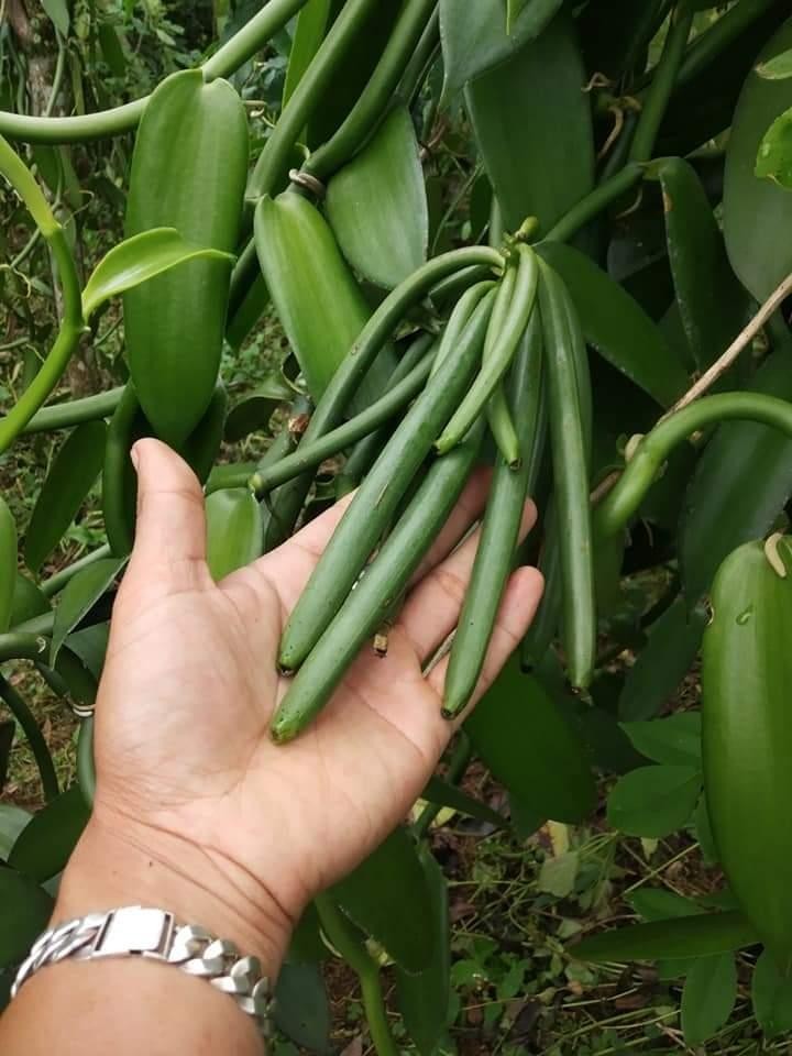 Sumatera Organic Vanilla Beans Grade A – 10 Pods, 7″ Long