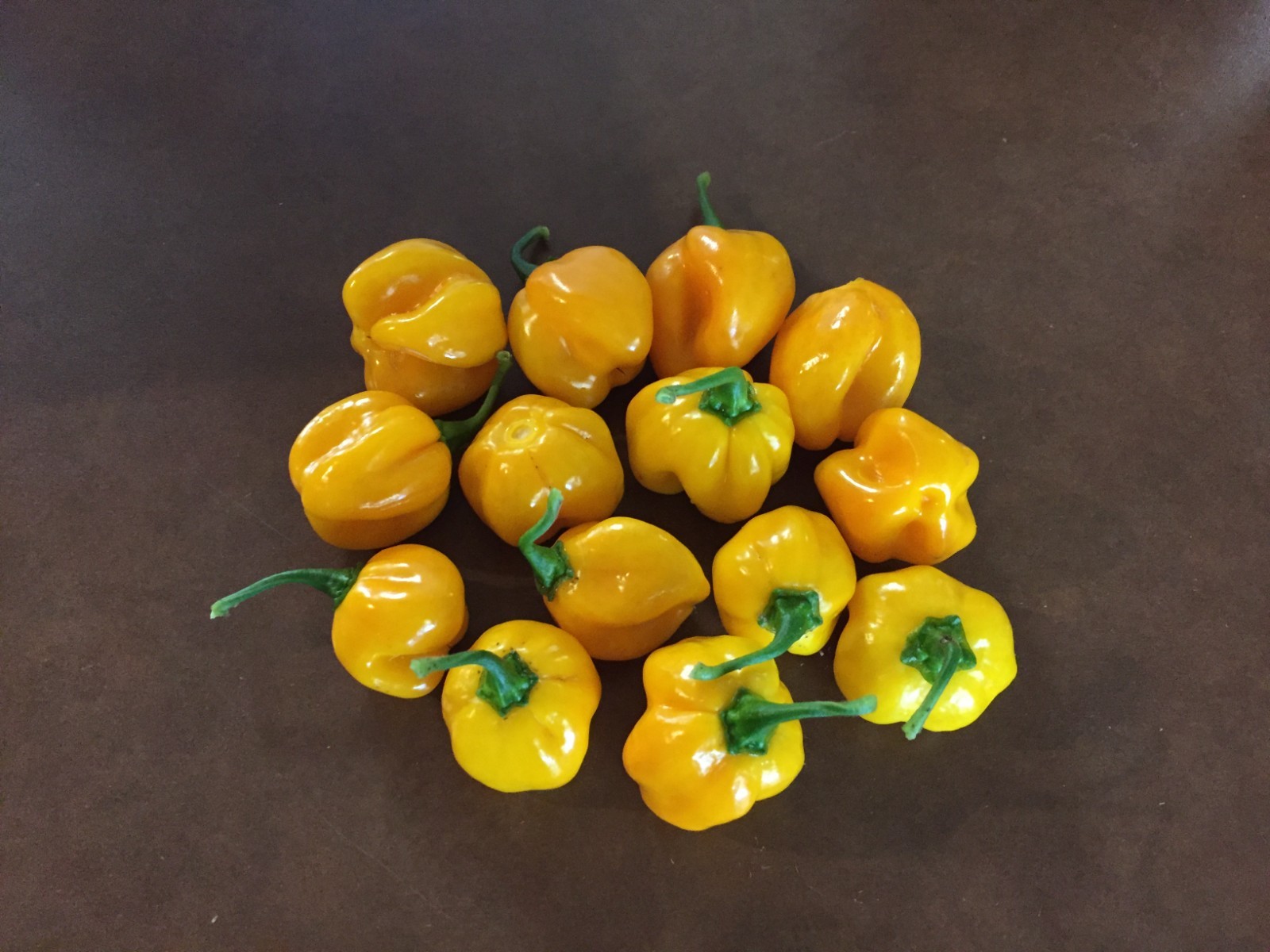 16 Fresh Picked Yellow Scoth Bonnet Peppers (Hydroponically Grown)