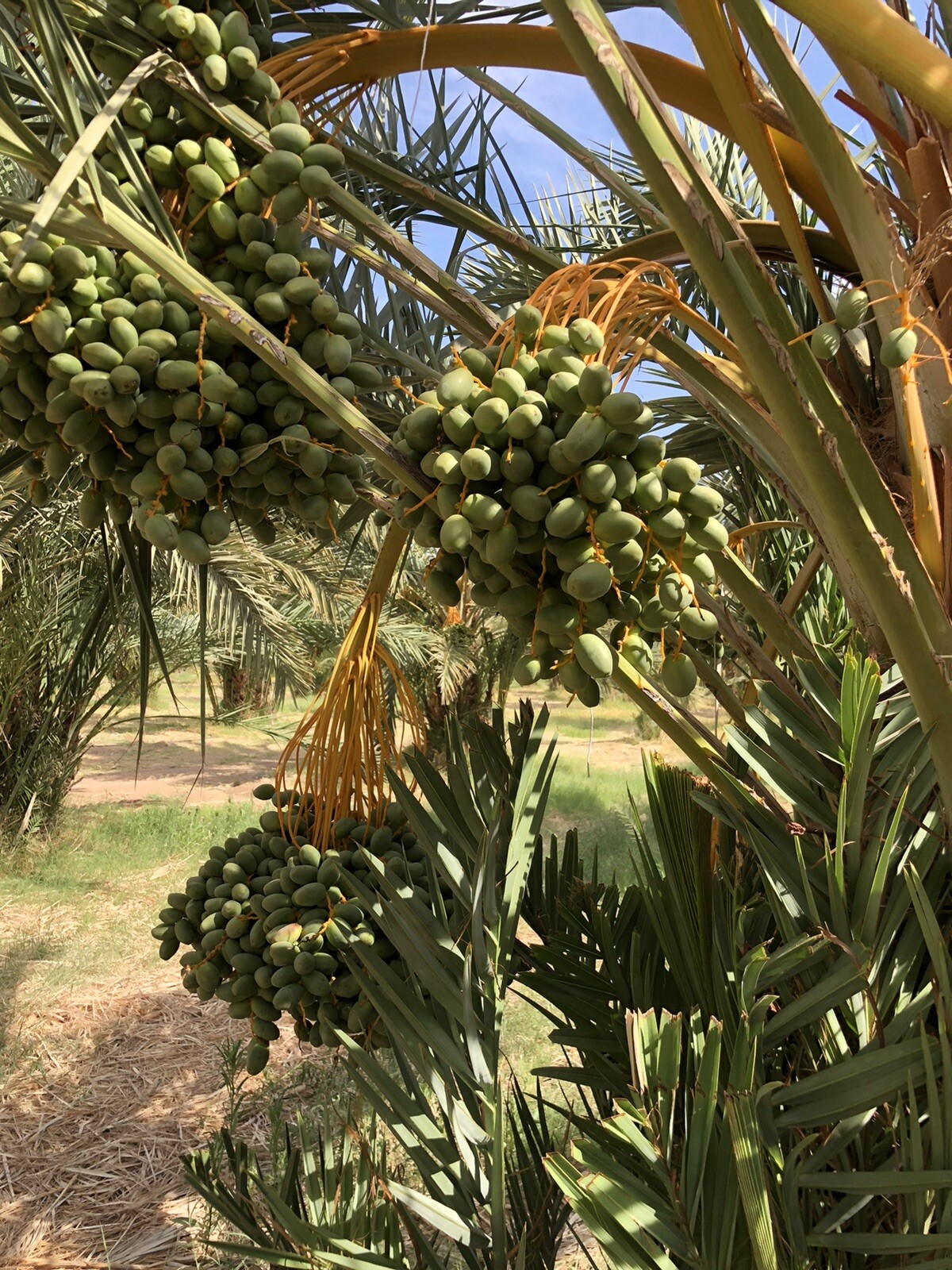22 LB (2 BOXES x 11 LB) MEDJOOL DATES . FRESH CALIFORNIA LARGE DATES.