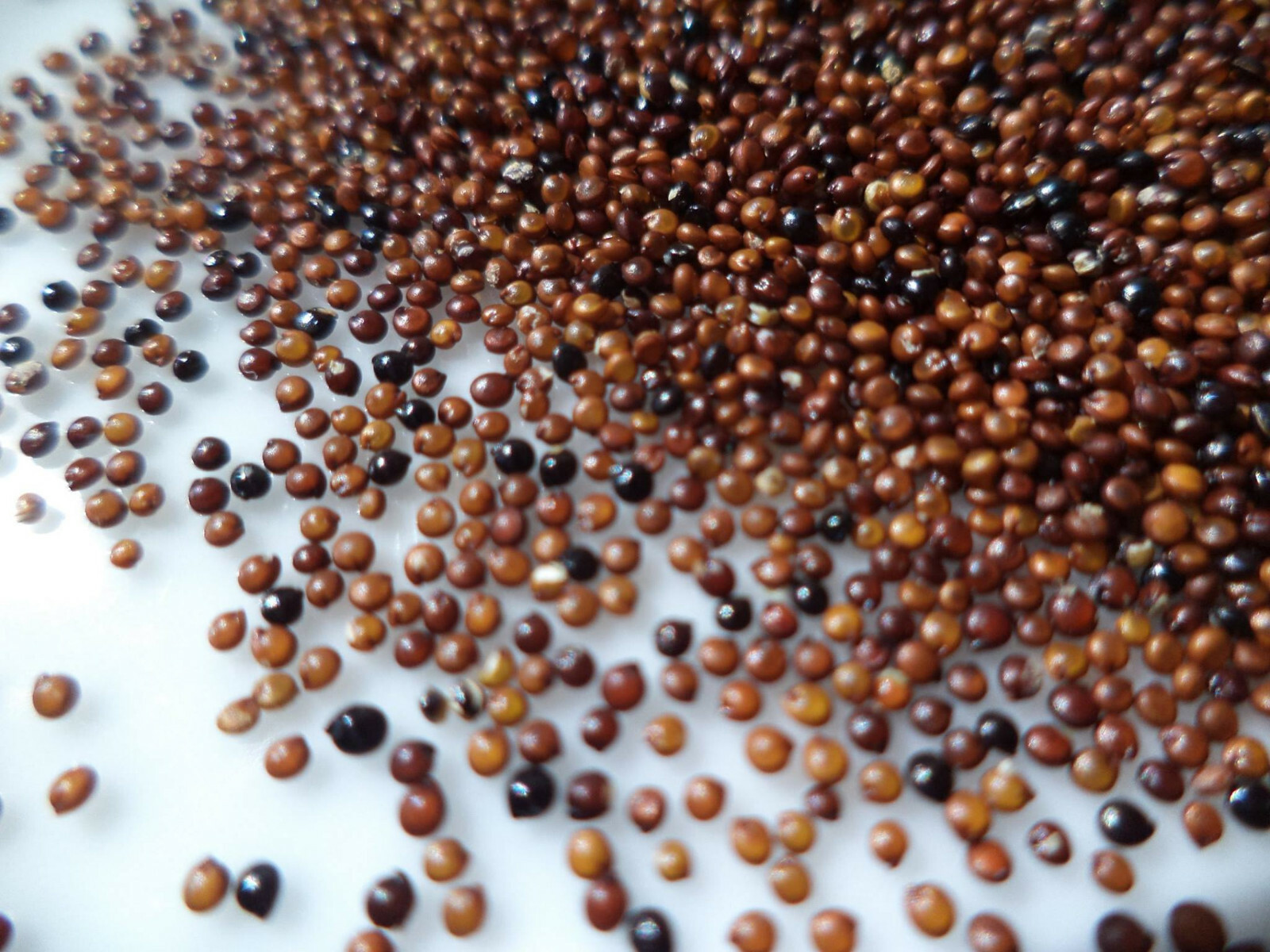 Organic Kaniwa (Baby Quinoa) 20 pounds (2 – 10 Lb bags) Bulk Pricing