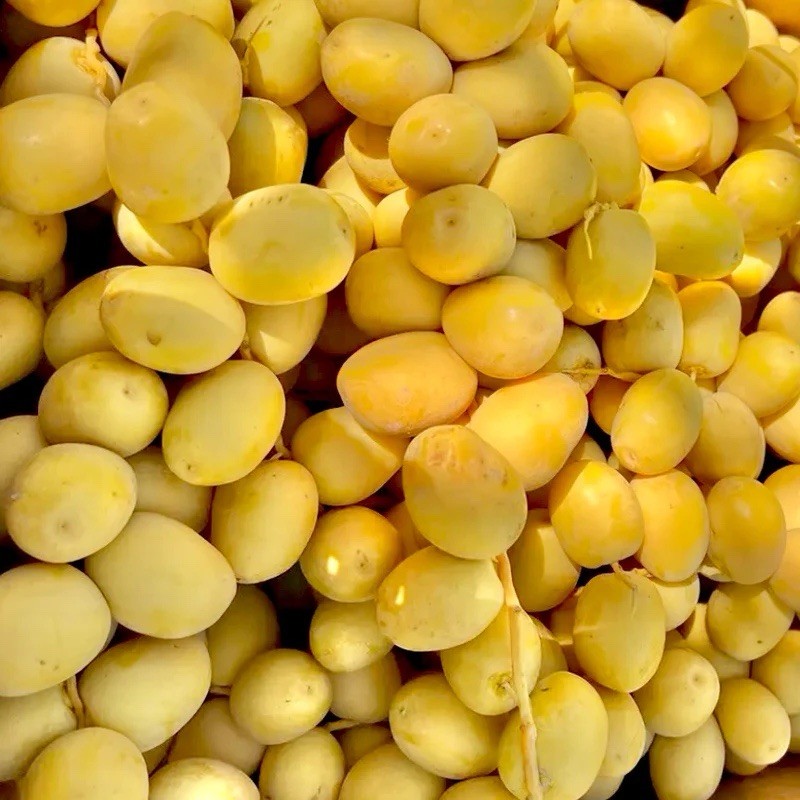 5 LBS FRESH YELLOW BARHI DATES NEW