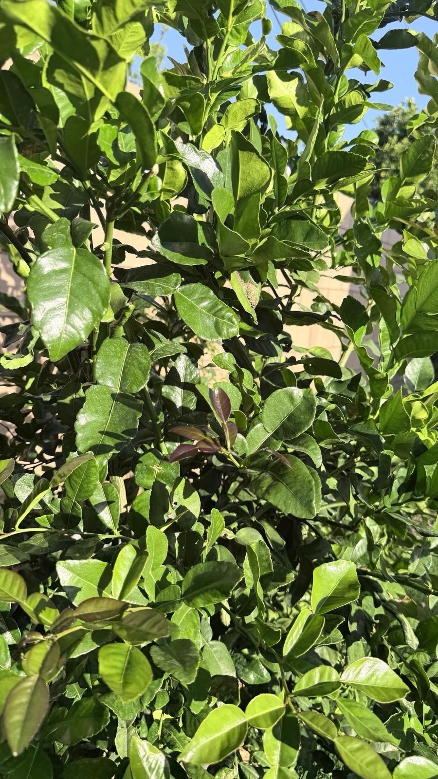 Fresh Organic Kaffir Lime Leaves 5 oz (150+ ct) Picked Prior To Shipping.