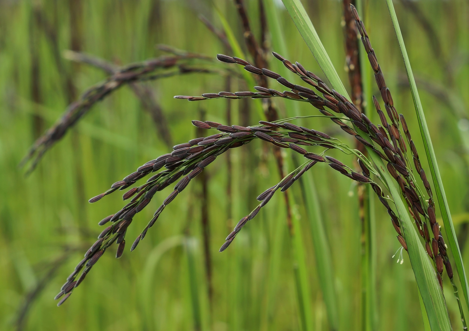 Black Rice — Whole Grain Rice, Medium-Grain Rice, Kosher, Vegan, Bulk