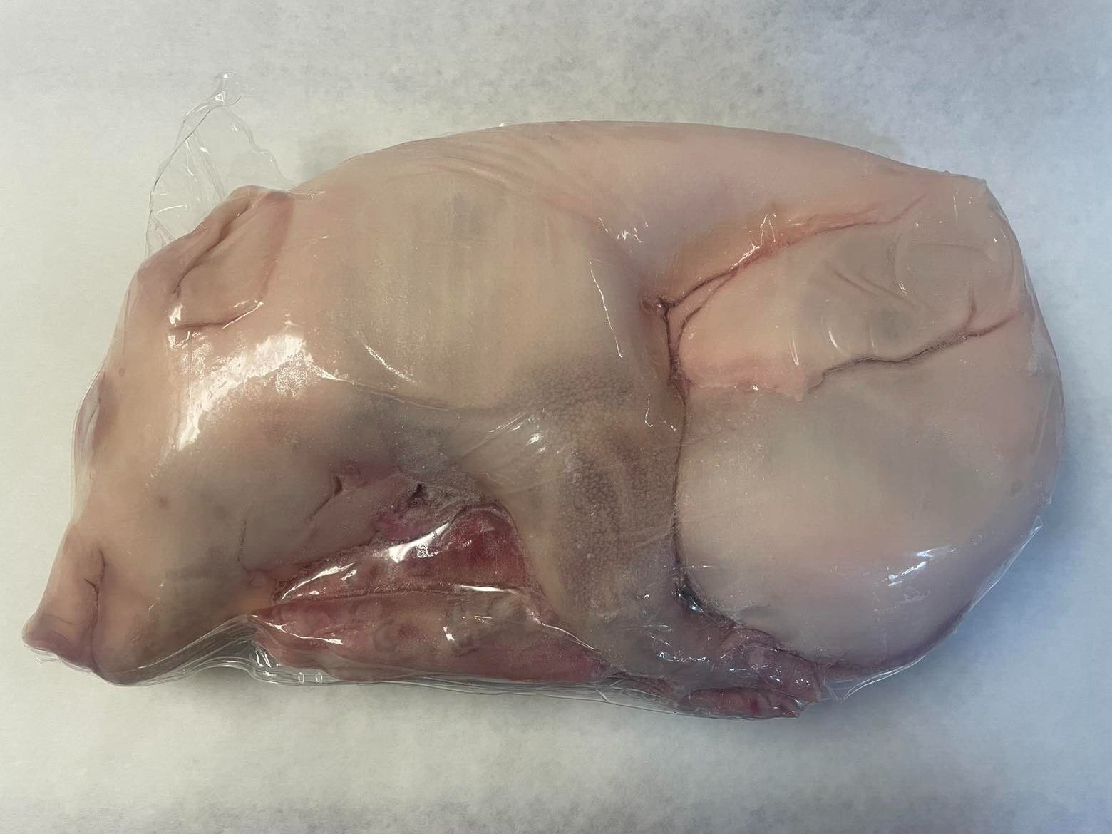 SUCKLING PIGLET ,USDA 100% Certified PRODUCT From Spain !! US SELLER !!