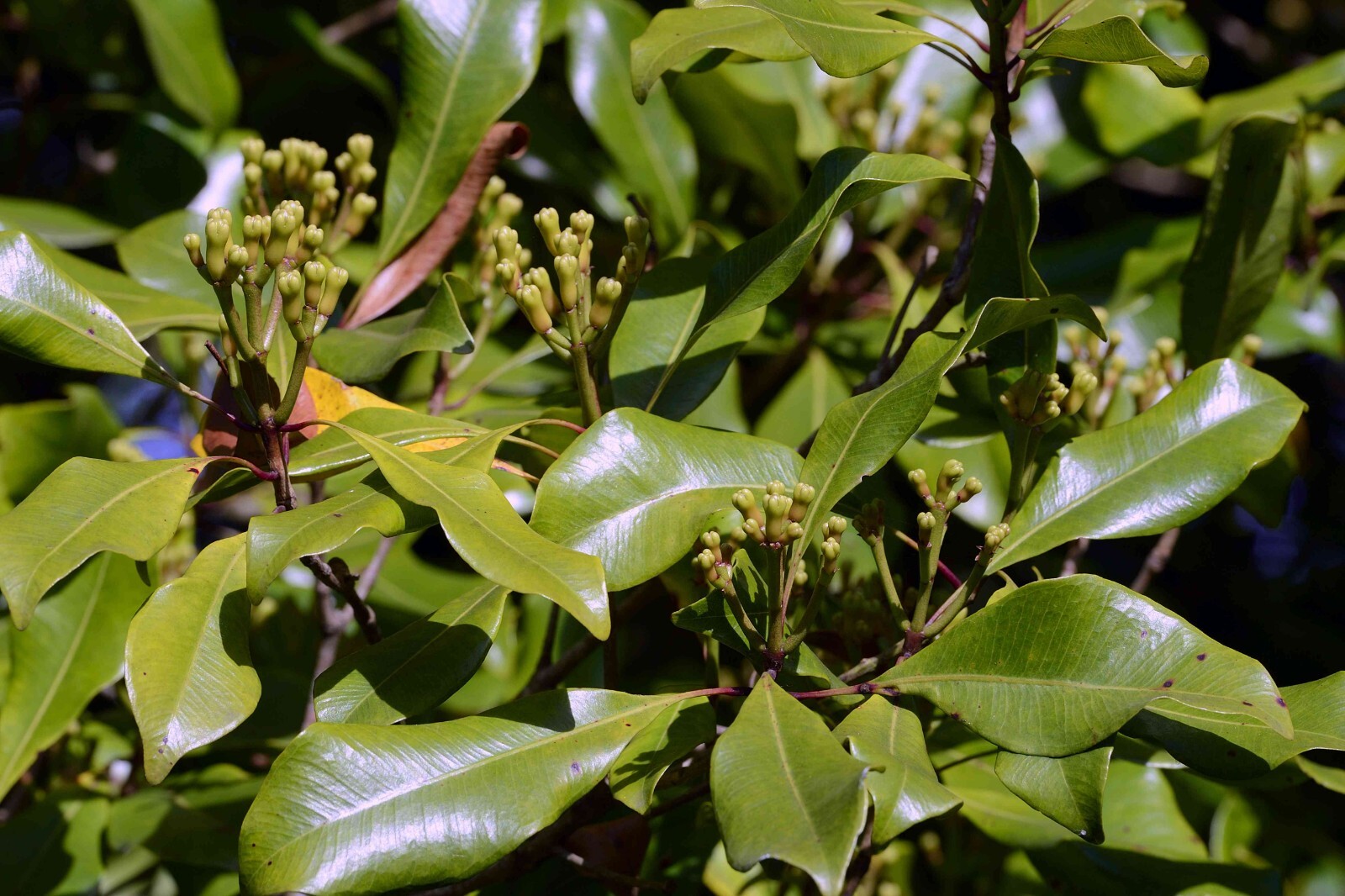 Whole Cloves: 1 Oz, 2 Oz, 4 Oz, 8 Oz, 1 Lb, 2 Lbs, 5 Lbs, and 10 Lbs