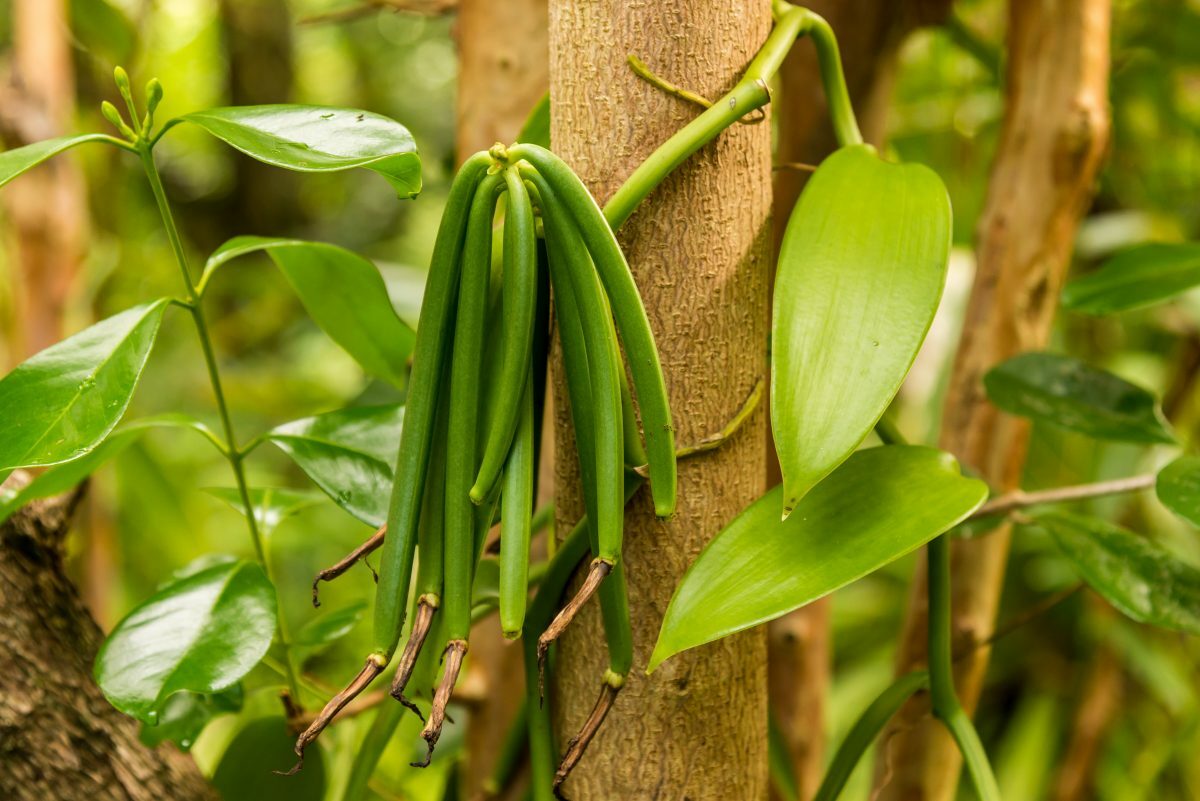 Vanilla Beans Planifolia Grade A, For Extract 1 Pound (16 OZ) ORGANIC