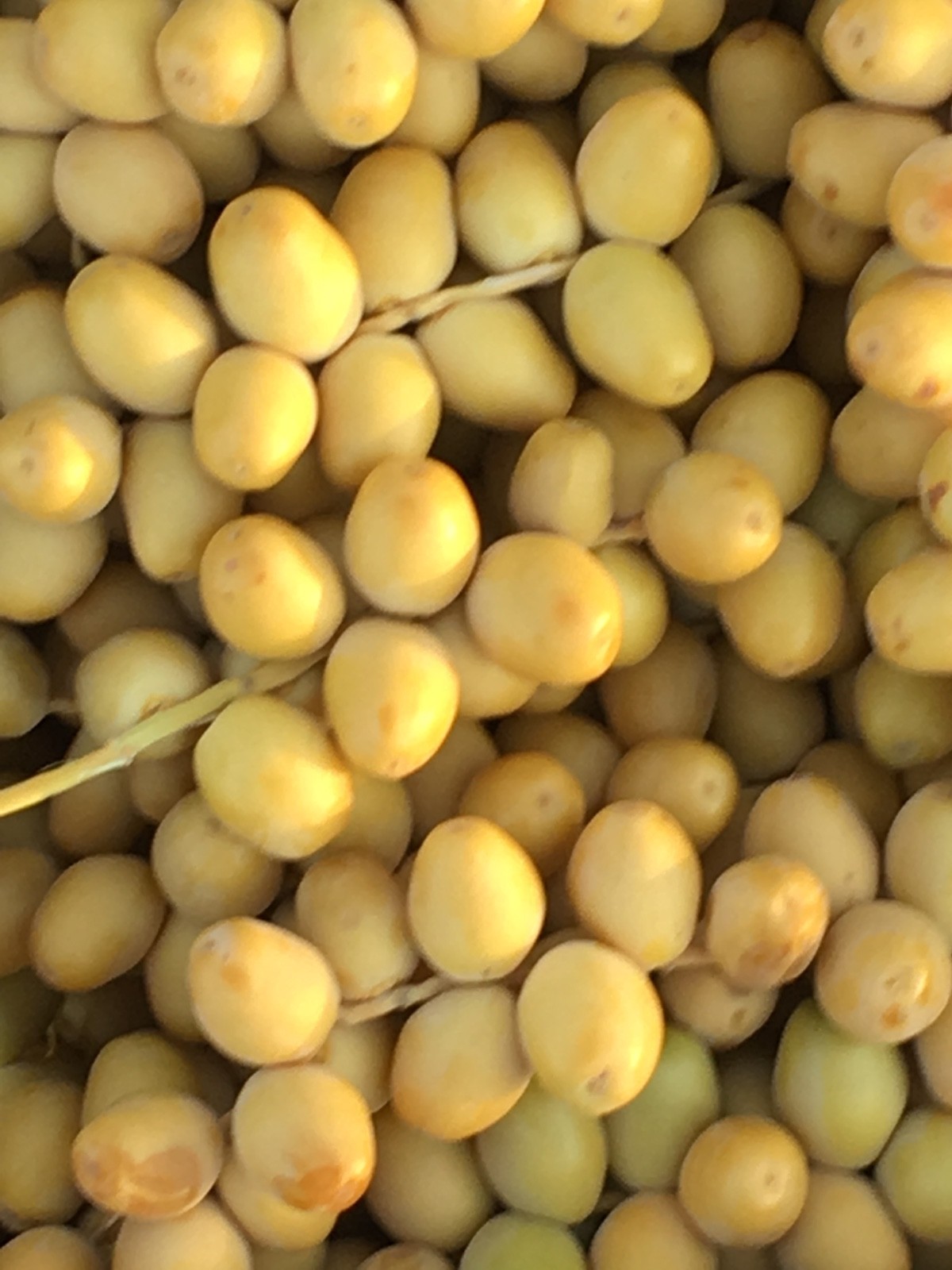 10 LBS YELLOW BARHI DATE
