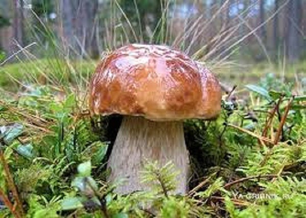 Dried porcini (Boletus) from Ukraine Carpathian mountaines.