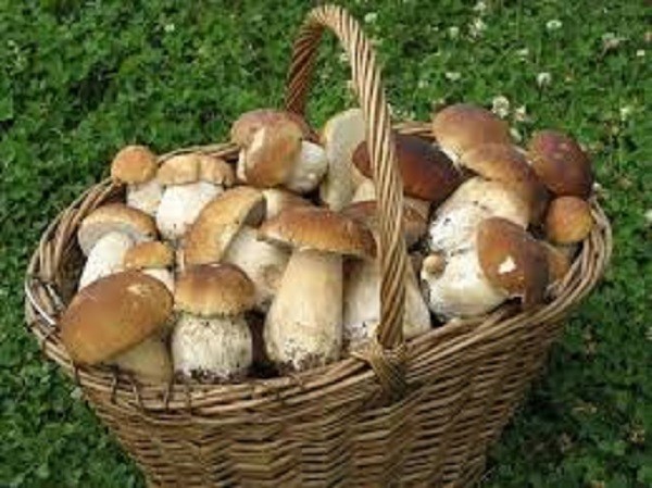 Dried porcini (Boletus) from Ukraine Carpathian mountaines.