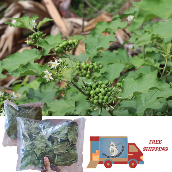 100% Ceylon Pure Sun Dried Turkey Berry Leaves Solanum Torvum Natural Organic.