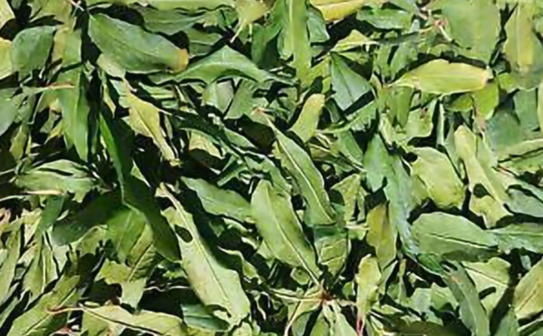Pure Natural Dried Pomegranate Leaves, Herbal Organic Handmade Premium Tea , Org