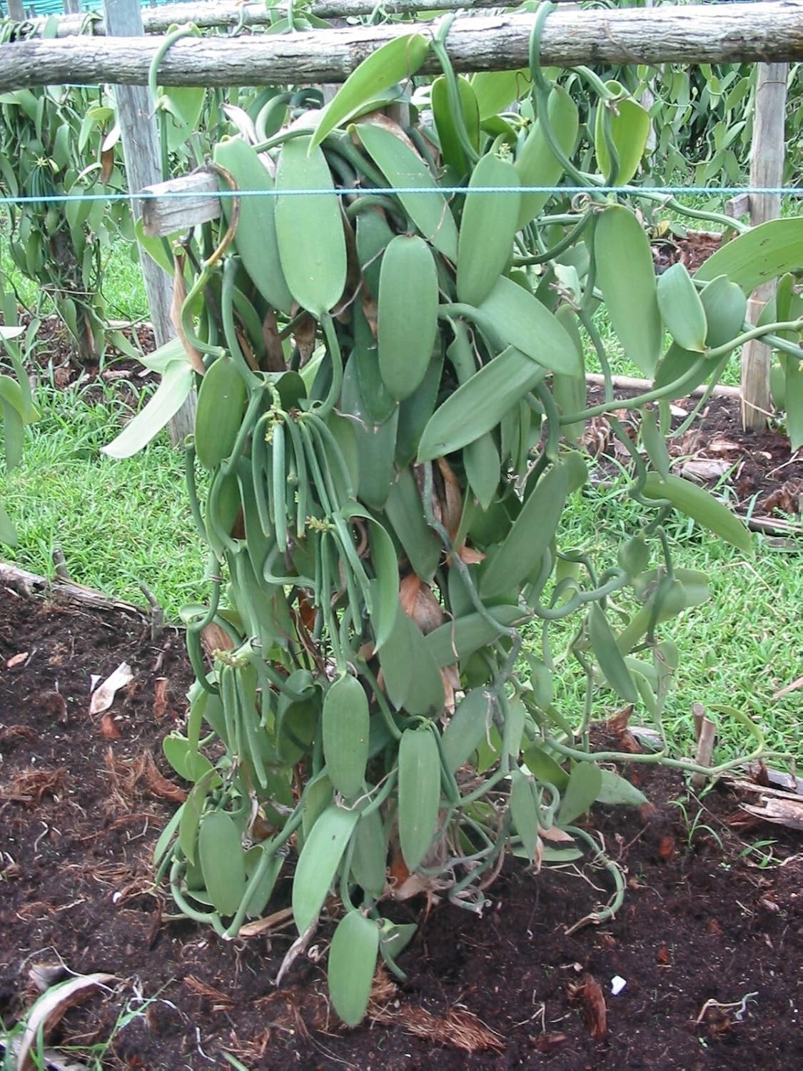 25 Whole Madagascar Bourbon Vanilla Beans – Ideal for Extract & Gourmet Cooking