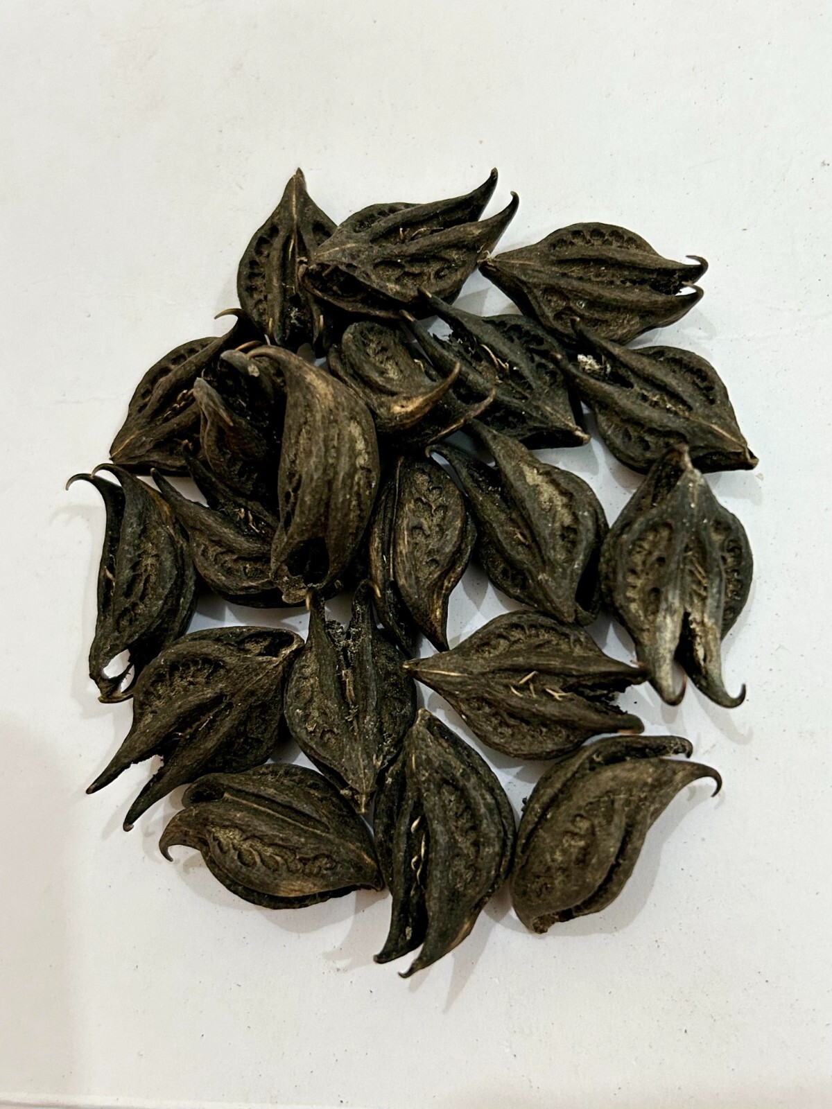 Bichhu Phal, Bichhu Fal, Kaknasa, Martynia annua, Natural Bichhu Fal